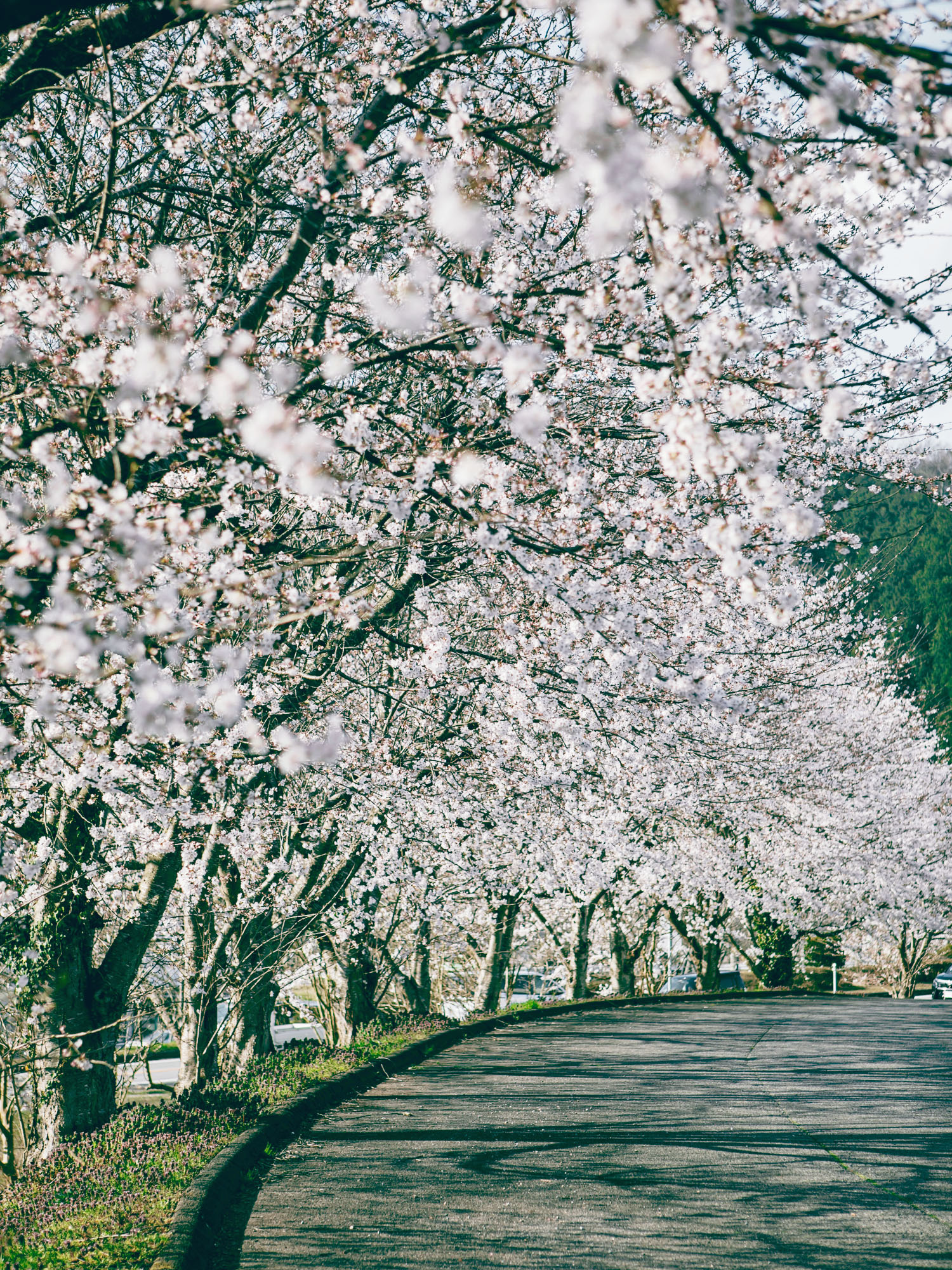 日高町の桜