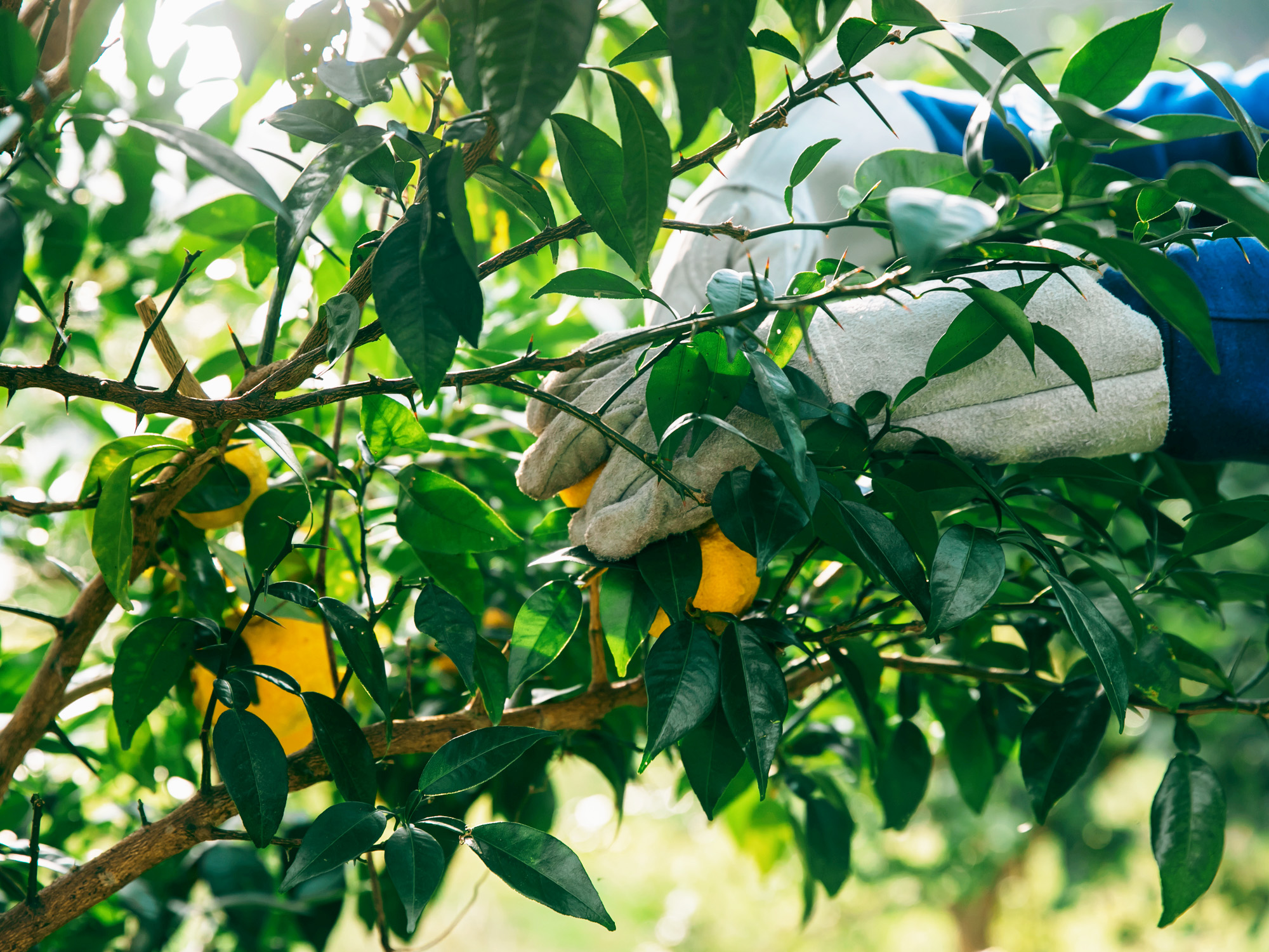 柚子の収穫体験／但馬醸造